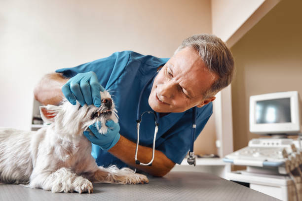 Best Emergency Treatment for Oral Infections in Azalea Park, FL